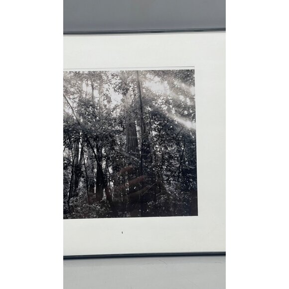 Black & White Forest Photography Print In Black Frame 14x11" READ - Picture 3 of 8